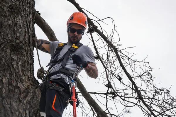 How Sindt Tree Service Keeps Your Property Safe Year Round
