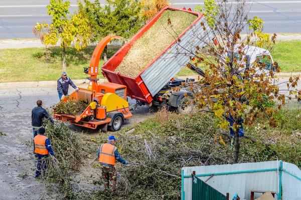 Top Rated Tree Removal Service in Jackson MI for Homeowners