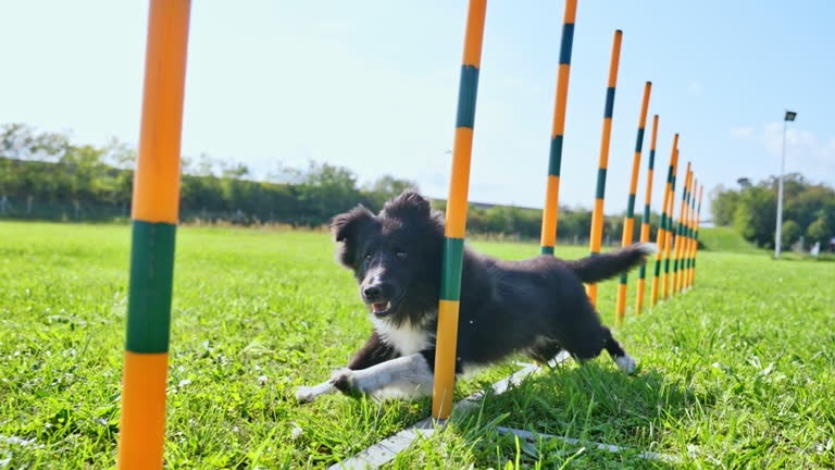 The Charm of Slip Leads for Dogs: A Personal Perspective