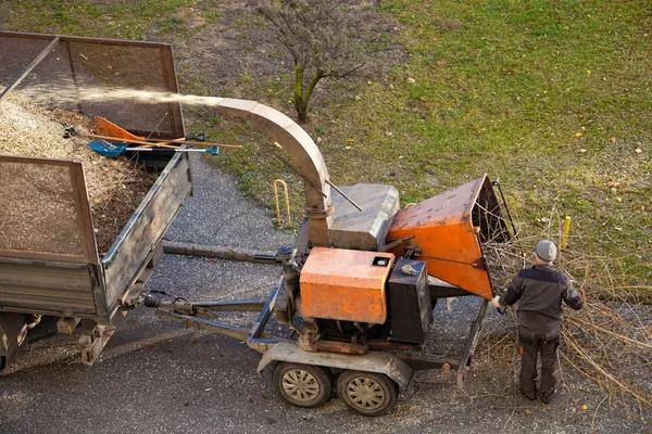 Choose Sindt Tree Service Auburn for Expert Tree Solutions
